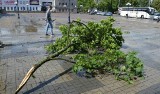 Ponad setka drzew na Placu Piłsudskiego w Stalowej Woli jest do usunięcia