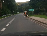 Świeradów-Zdrój: Koń uciekł gospodarzowi i biegał po ulicach