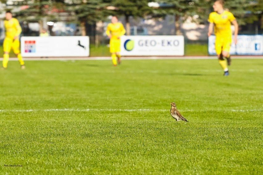 4 liga podkarpacka, grupa spadkowa. Ekoball Stal Sanok kontynuuje domową serię zwycięstw różnicą trzech bramek [RELACJA, ZDJĘCIA]