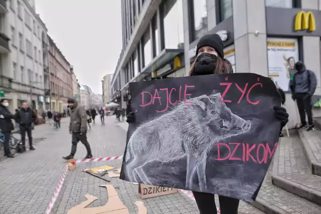 W sobotę, 8 stycznia, pod Starym Marychem w Poznaniu odbył się protest w obronie dzików. Aktywiści sprzeciwiają się depopulacji tych zwierząt, zaplanowanej na początek tego roku. Zobacz zdjęcia z manifestacji --->