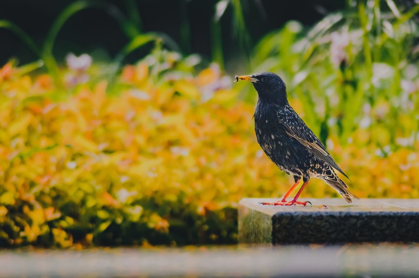 - To są zdjęcia nieco inne niż zwykle. Oleśnicka fauna to...