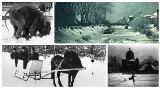 Zimowe Opole, jakiego już nie ma. Zamarznięta barka w Młynówce, słoń bawiący się w śniegu, łyżwiarze na Stawku Zamkowym. Piękne zdjęcia!