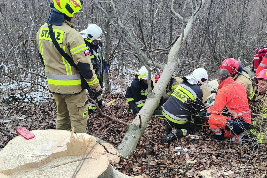 Wypadek w lesie w Jurkowicach. Drzewo przygniotło pilarza.