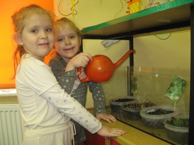 6-letnie bliźniaczki Ola i Martynka Antoszewskie codziennie pielęgnują rośliny w kąciku przyrodniczym.