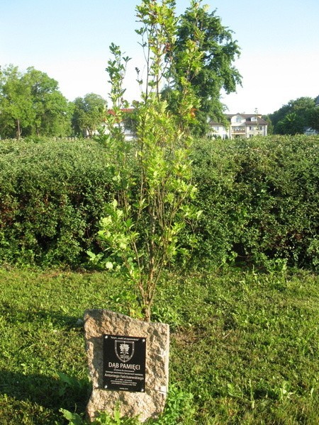 W tym samym czasie kilka metrów dalej zostal posadzony Dąb...