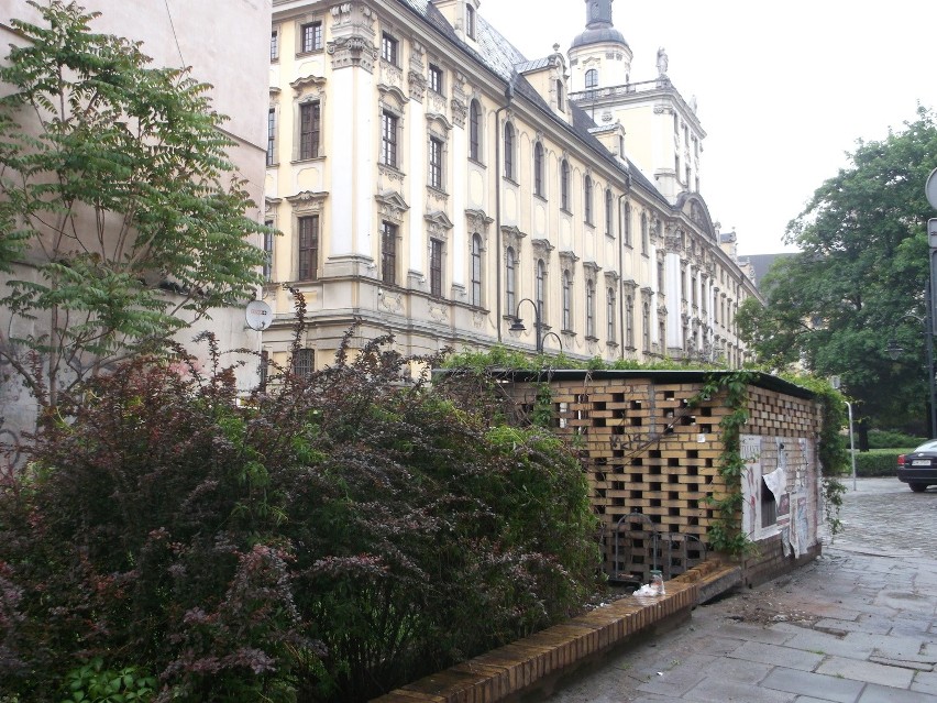 Szczury w centrum Wrocławia. Wchodzą nawet do restauracji [FILM, ZDJĘCIA]