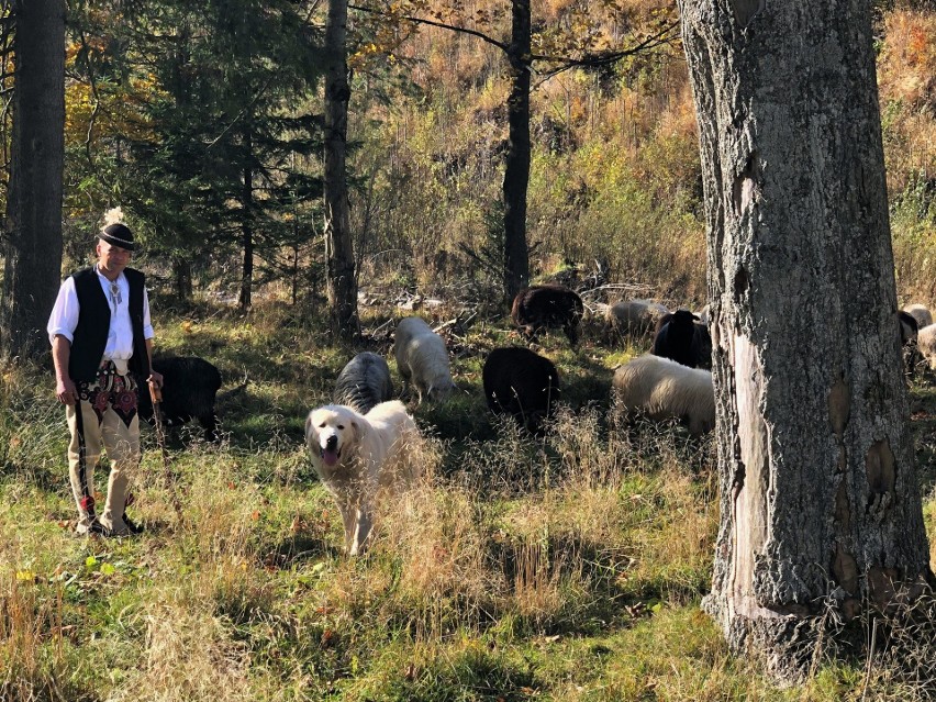 Tatry. Redyk w Dolinie Kościeliskiej. Owce schodzą z hal [ZDJĘCIA]