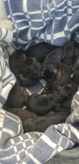 W gminie Rytwiany ktoś wyrzucił jedenaście nowo narodzonych szczeniąt. Uratowali je strażacy