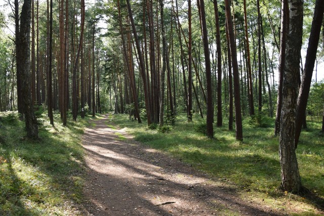 Czytelniczka Nowin twierdzi, że w lesie pomiędzy Wolą Węgięrską i Średnią widziała niedźwiedzicę z dwoma młodymi niedźwiadkami.