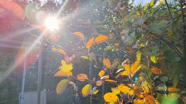 Kolorowa jesień na działkach w Czeladzi Zobacz kolejne zdjęcia/plansze. Przesuwaj zdjęcia w prawo - naciśnij strzałkę lub przycisk NASTĘPNE