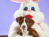Wielkanoc: Nie dla psa kiełbasa! Dlaczego smakołyki z wielkanocnego stołu nie nadają się dla naszych pupili? Zobacz