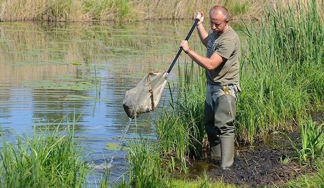 Przyrodnicy badają także larwy ważek. Na zdjęciu Michał Wolny, kustosz MŚO, podczas takiego połowu.