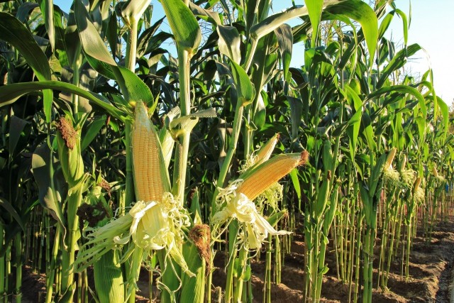 Kukurydzę można uprawiać w ogrodzie. Jeśli jednak chcemy mieć smaczne kaczany, zwrócić uwagę na jej typ i odmianę.