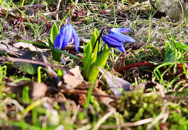 W Parku Klepacza już prawie wiosna. Obok pięknie kwitnących kęp przebiśniegów pojawiają się już pierwsze cebulice. Tylko czekać, kiedy wzorem poprzednich lat pojawią się przepiękne niebieskie dywany kwitnących kwiatów. Na zdjeciach pierwsze tegoroczne kwiaty i wspomnienie poprzedniej wiosny.