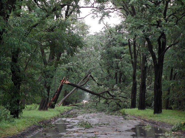 Burza powaliła setki drzew w regionie.
