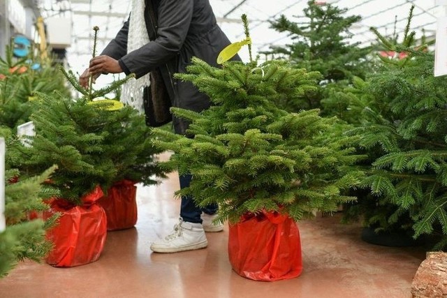 Podaruj choince drugie życie. Gdzie w Łodzi można oddać świąteczne drzewko? Oto kilka propozycji! Ile choinek wróciło do tej pory?CZYTAJ WIĘCEJ NA KOLEJNYCH SLAJDACH!