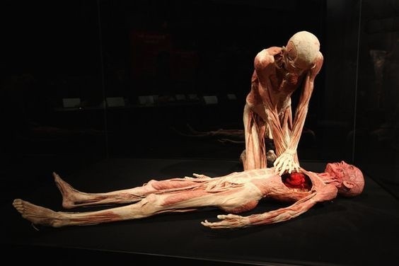 Wystawa ludzkich ciał Body Worlds w Katowicach od 10 lutego