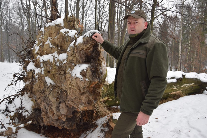 W Lasach Murckowskich zostanie wyciętych ponad 130 drzew....