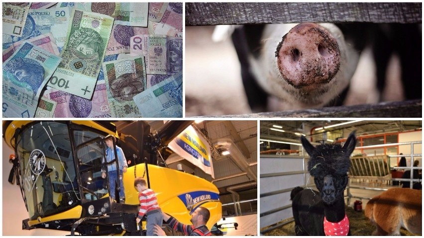 Agro wieści tygodnia: ASF u świń, targi w Nadarzynie i 9,18 mld zł zaliczek