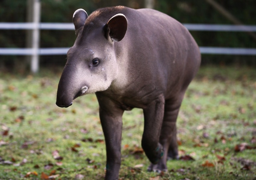 Nowy mieszkaniec Zoo Leśne Zacisze w Lisowie. Oto tapir anta o imieniu Toralf. Zobacz zdjęcia