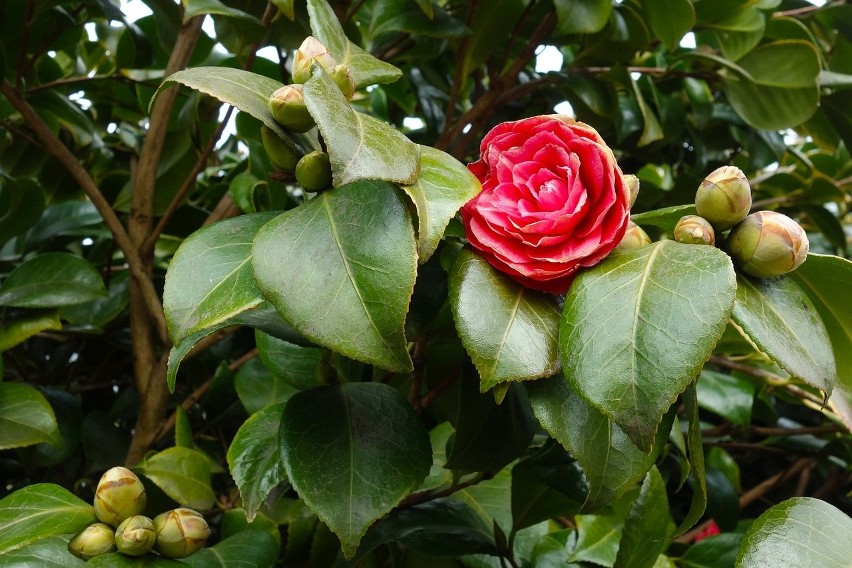 Camellia japonica...