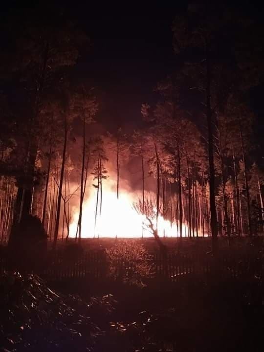 Pożar w Lubni 12.04.2020 r. Paliła się sterta drewna. Wielka łuna ognia nad lasem. Na miejscu 16 zastępów straży pożarnej