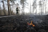 Pożar lasu w Miedzianej