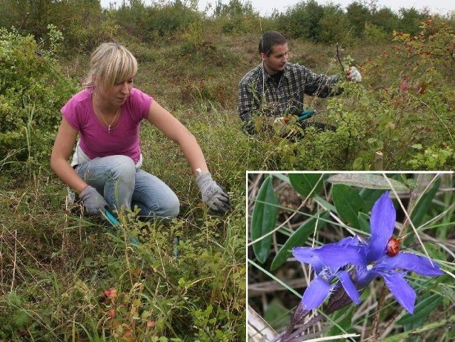 Studenci Paulina Wojciechowska i Paweł Bednarski pracują przy usuwaniu chaszczy, które zarosły teren Ogrodu Botanicznego i przy okazji odkrywają ciekawe rośliny. Na małym zdjęciu będąca pod ochroną goryczka.