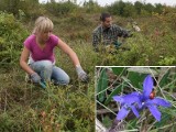 Odkrycia w Ogrodzie Botanicznym w Kielcach (zdjęcia, video)