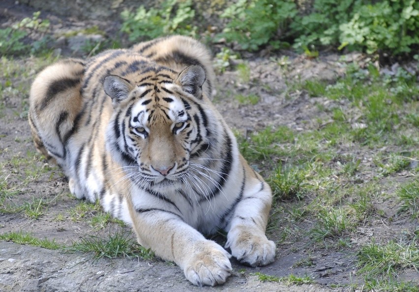 W łódzkim zoo zmarła tygrysica. Zginęła wskutek ran po walce z innymi tygrysami 