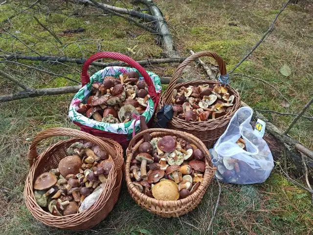 W grzybów we włoszczowskich lasach 17 października zebrała pani Monika. Zobacz więcej zbiorów z regionu na kolejnych zdjęciach.