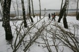 Dąbrowa Górnicza: Nad Pogorią III wyciniają prawie 1000 drzew. Warto było? [ZDJĘCIA]