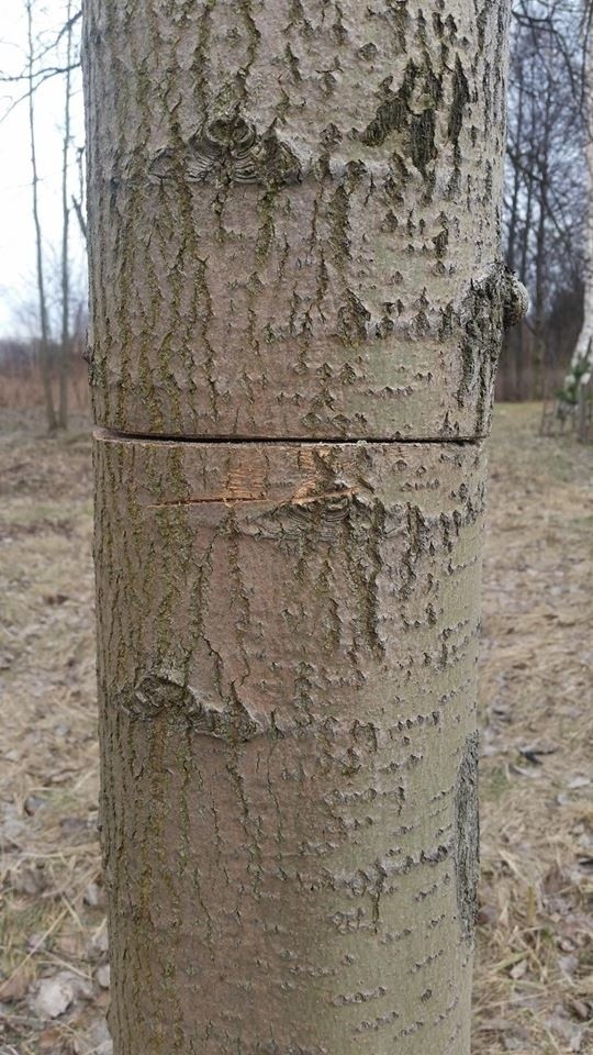 Ktoś próbował ściąć drzewa przy ul. Oswobodzenia w...