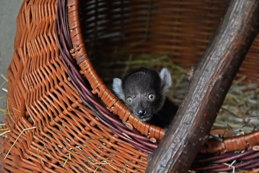 Niespodzianka w zamojskim zoo. Lemurza "emerytka" została mamą