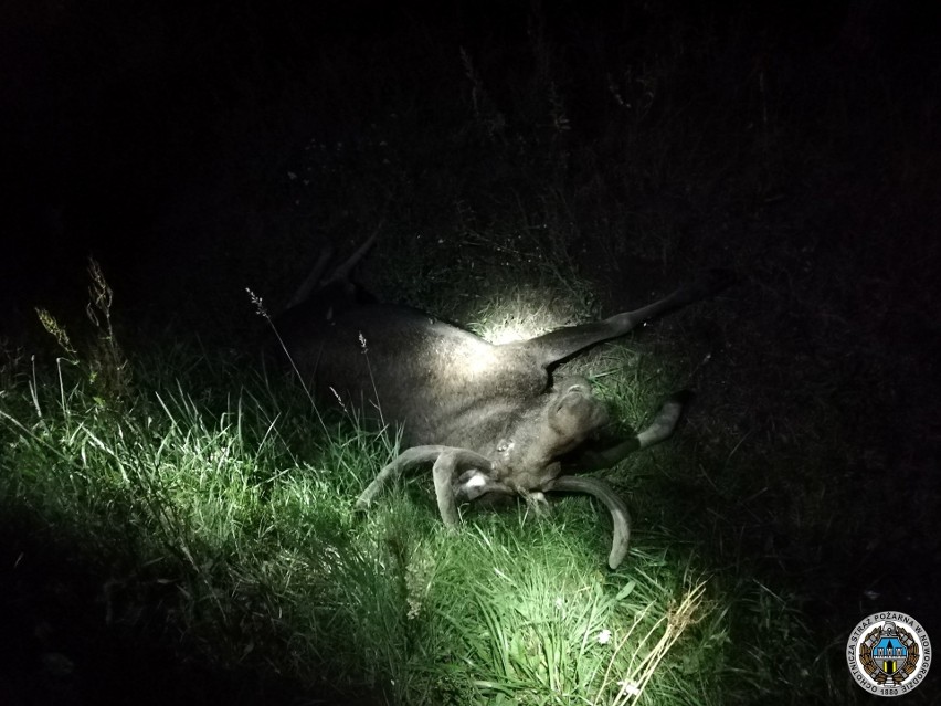 Wypadek na DW 645. Opel zderzył się z łosiem (zdjęcia)