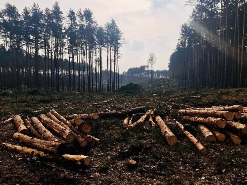 Nie milkną echa wycinki lasu w Kokotku, a nadciąga kolejna w...