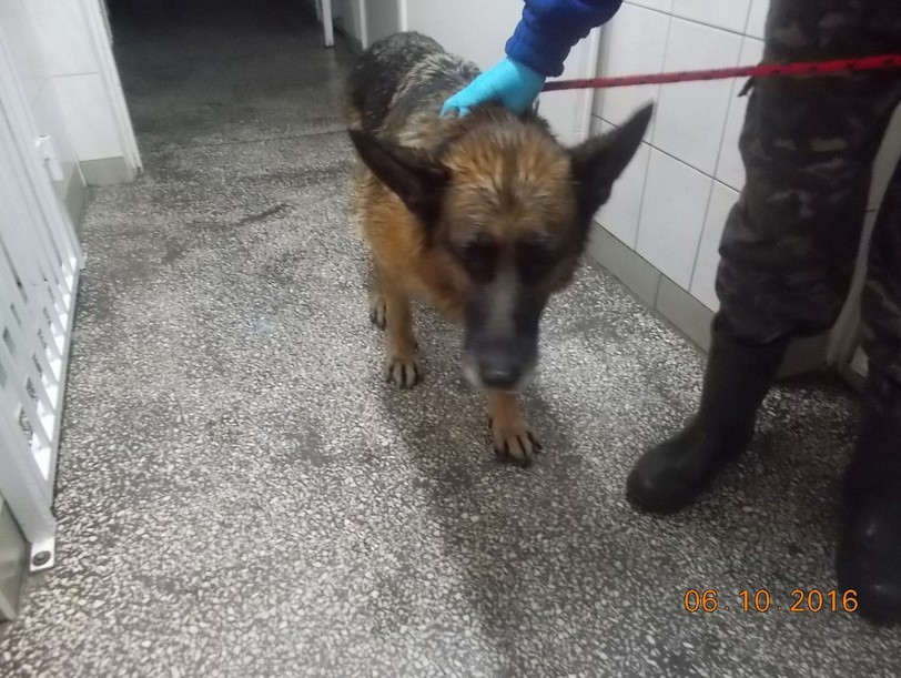 Pies odnaleziony w dniu 06.10.2016r. przy ul. Fordońskiej....