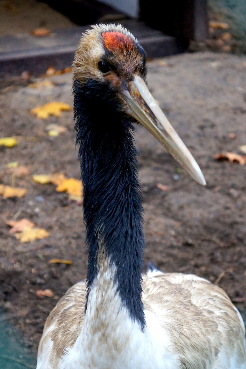 nowy wybieg dla żurawi w zoo