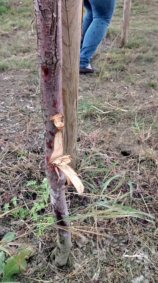 Na obwodnicy Jarocina, w ciągu S11, zniszczono około 400 - 450 młodych drzew. Wszystkich posadzonych było ich 670. O sprawie na swoim facebooku informuje Generalna Dyrekcja Dróg Krajowych i Autostrad.