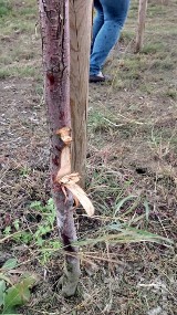 Jarocin: Zniszczono ponad 400 młodych drzew na obwodnicy Jarocina. Ktoś świadomie je połamał 