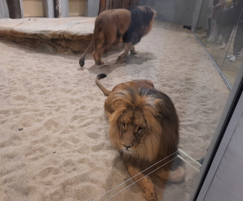 W opolskim ZOO można oglądać już lwy i tygrysa.
