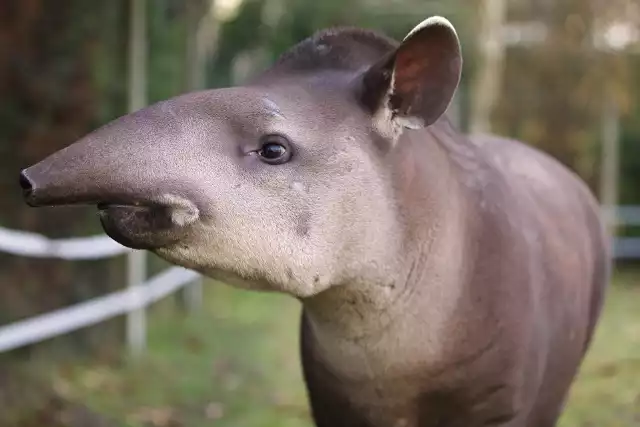 Oto nowy mieszkaniec Zoo Leśne Zacisze w Lisowie. Poznajcie tapira anta o imieniu Toralf.