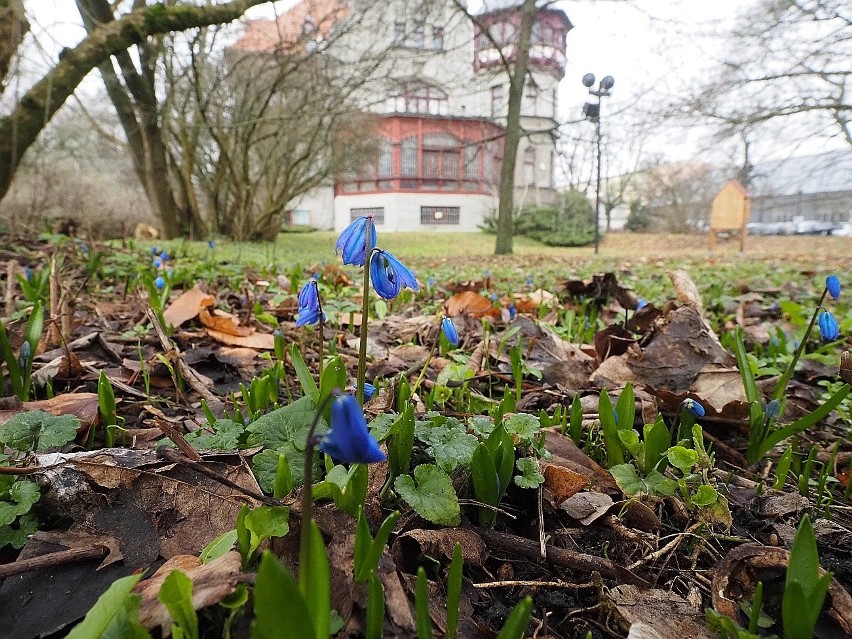 W parku im. Klepacza w Łodzi zakwitły cebulice. Wkrótce w tym miejskim zieleńcu rozwiną się niebieskie, kwietne kobierce