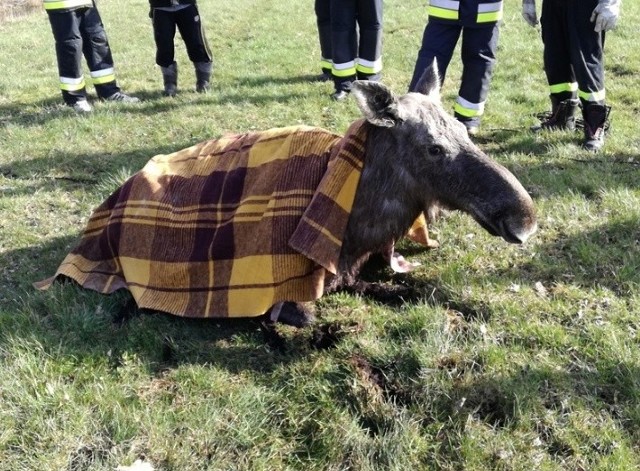 Do tego zdarzenia doszło w tym tygodniu w okolicach miejscowości Brzozówka w gminie Bargłów Kościelny. Leśniczy zauważył samice łosia, która ugrzązła w rowie melioracyjnym.