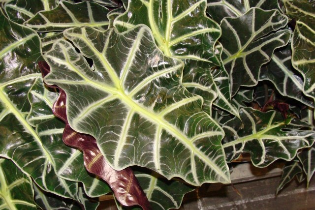 Alokazja amazońska ma wyjątkowo dekoracyjne liście. Ale to wymagająca i kapryśna roślina, więc trzeba dobrze poznać jej potrzeby.