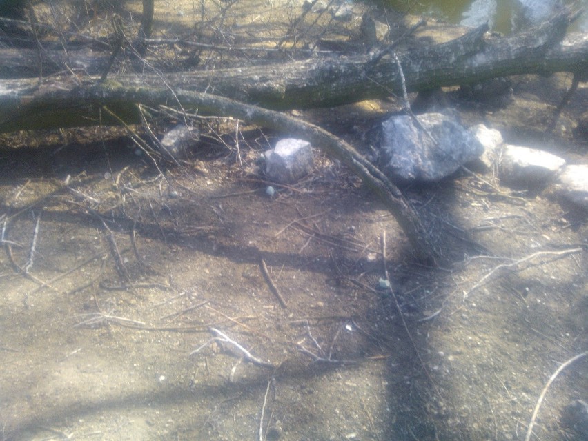 Wrocław: W zoo zniszczono gniazda chronionych ptaków (ZDJĘCIA)?