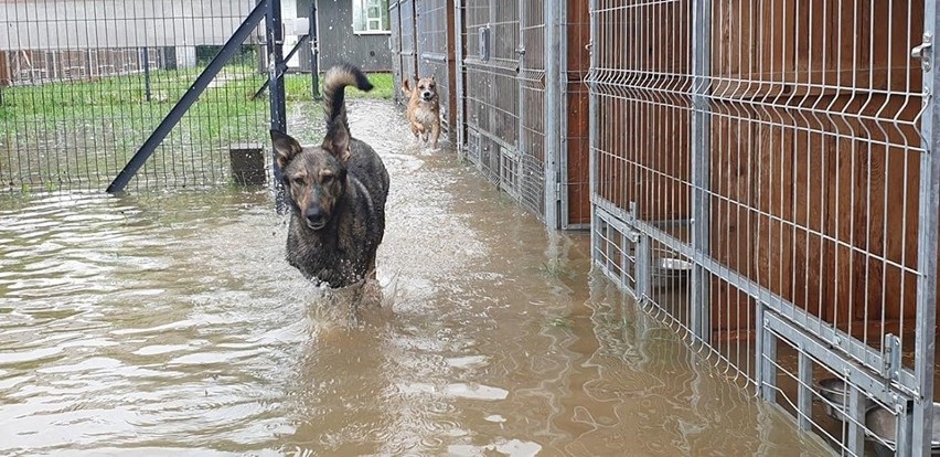 Dramatyczna sytuacja w schroniskach dla zwierząt. W Wadowicach Dolnych k. Mielca zostało całkowicie zalane [ZDJĘCIA]