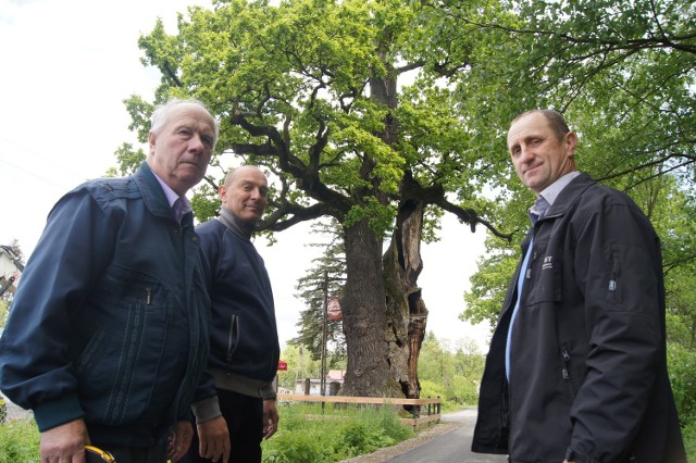 Bolesław Pieniądz, Piotr Wójcik i Ryszard Chajec przy 650-letnim dębie z Januszkowic