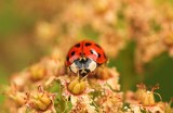 Biedronki azjatyckie lubią zimować blisko nas. To nie plaga! Po prostu teraz je widać