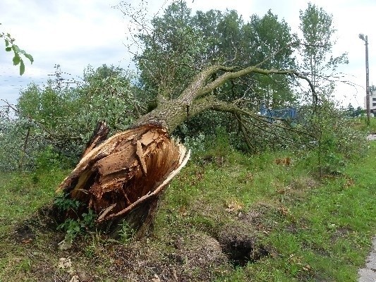 Piorun powalił drzewo przy ul. Pryncypalnej.